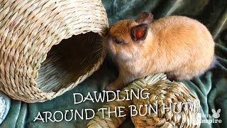 Dawdling Around The Bun Hut [upl. by Derayne]