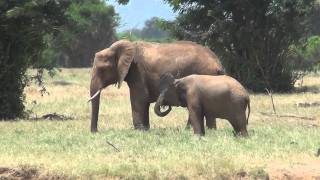 Tsavo East National Park Kenia [upl. by Tuneberg497]