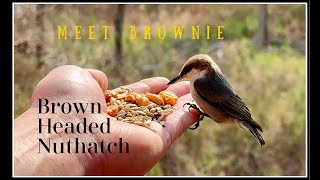 Brown Headed Nuthatch Hand Feeding  birds nature birdslover birdlovers nuthatch love [upl. by Iuq306]