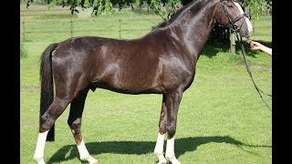 wwwsporthorsesonlinecom 2009 Hanoverian stallion by Sir Donnerhall SOLD [upl. by Hennessey]