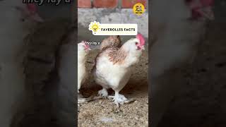 Faverolles Facts shorts faverolles chickenbreeds factsvideo [upl. by Refynnej881]