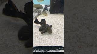 top5 pleco L091 fhish pez lori trending [upl. by Vladamir988]