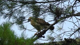 Fledgling Broadwinged Hawk behavior defecatesbranchingtakes flight 72224 [upl. by Minne]