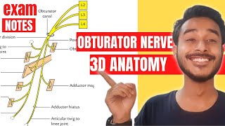 Obturator Nerve Anatomy 3D  obturator nerve course anatomy  obturator nerve branches anatomy [upl. by Orbadiah]