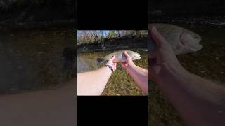 I Caught A New Fish Species shortscreekfishing rainbowtrout [upl. by Noitsirhc]