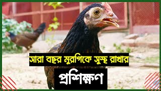 দেশি মুরগিকে সুস্থ রাখার মেডিসিন। Desi Murgir Medicine Tips [upl. by Assil]