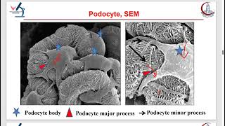 Practical Histology  Genitourinary Module [upl. by Rama]