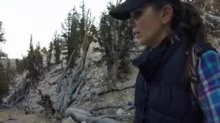 The Ancient Bristlecone Pine Forest [upl. by Oznarol]