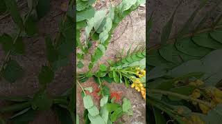 Total cure for hepatitis BC amp D with Senna Alata leaf 2348058202434 [upl. by Hilleary]