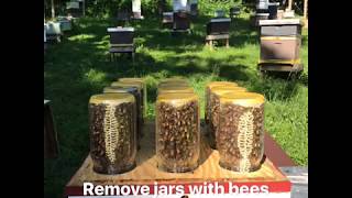 Mason jar beehive Honeybees in a mason jar [upl. by Clements]