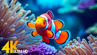 Aquarium 4K VIDEO ULTRA HD 🐠 Beautiful Coral Reef Fish  Relaxing Sleep Meditation Music [upl. by Paulina]