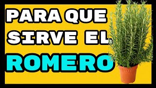 🌿 Para Que Sirve El ROMERO 🌿 Beneficios y Propiedades Medicinales [upl. by Grounds]