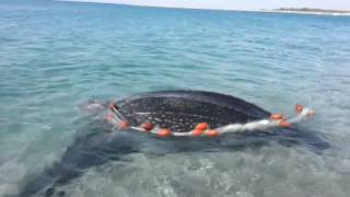 Salvataggio Dermochelys coriacea tartaruga Liuto [upl. by Alol835]