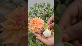 Egg sampangi Dahlia flowers mygarden gardening shortvideo ytshorts shorts flowers [upl. by Jordain]