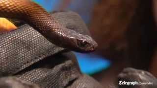 Boy survives bite from worlds most venemous snake the Taipan [upl. by Nhguavad607]