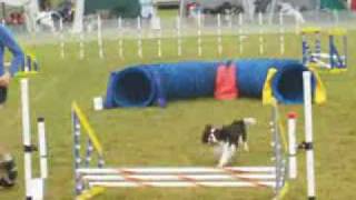 Cavalier King Charles Spaniel in DOG AGILITY [upl. by Cornwell]