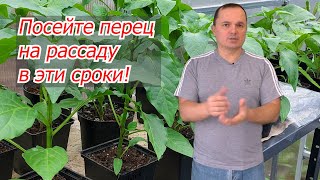 Когда сеять сладкий перец на рассаду точные сроки [upl. by Aiyotal]