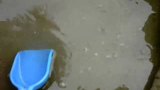 Pool of Sand Fleas at Drakes Beach Point Reyes National Sea Shore CA [upl. by Attenohs]