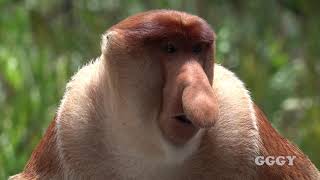 코주부 원숭이  Proboscis Monkeys LABUK BAY PROBOSCIS MONKEY SANCTUARY [upl. by Shalne804]