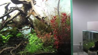 Rotala macrandramaintenanceaquariumaquascapeamazone [upl. by Seys336]