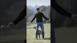 k9 dog dogsoftiktok tactical dogtrainer asmr [upl. by Peti746]