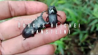 Dorcus reichei hansteini  Staff series 218 [upl. by Falo]