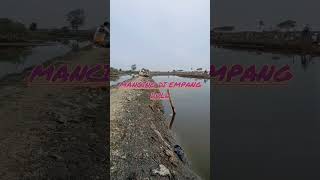 Mancing bandeng empang mabarmancing maniamancing barengmabar [upl. by Airreis443]