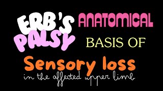 Anatomical basis of sensory loss in upper limb due to Erbs Paralysis anatomy medicalstudent [upl. by Undis]