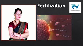 Stages of Fertilization by Dr Rajitha Vanga [upl. by Semela]