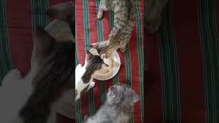 Cat Food Time kitten cat saveanimals shorts youtubeshorts [upl. by Theran571]