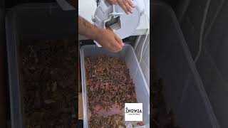 Biltong Slicing chowza16 [upl. by Telrahc]