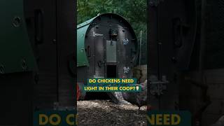 Do chickens need light in their coop shorts chickencoop chickencoop homestead [upl. by Casar]