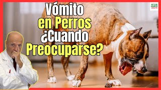 🔴 VÓMITOS EN PERROS ¿CUANDO PREOCUPARSE 🔴 [upl. by Retsof]