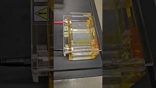 Gel Electrophoresis Experiment [upl. by Girard]