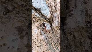 Red ant is a strong insect tiny red ants strong species habitat ecology environment video [upl. by Anirb]