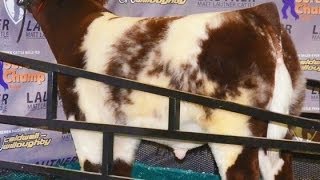 PB Shorthorn quotRed White amp Roanquot At Missouri AGR [upl. by Ominorej]