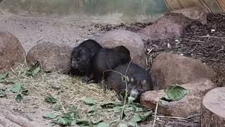 A group of Desmarests hutia [upl. by Duquette]