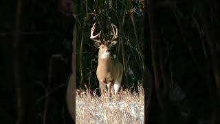 Late season deer hunting in IOWA  it really doesnt get much better hunting whitetail bigbuck [upl. by Arit]