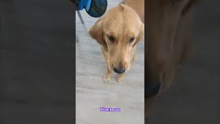 STELLA THE GOLDEN RETRIEVER AND HER REMOTE 😋🤣 dogs doglover dogsofyoutube goldenretriever [upl. by Dannie]