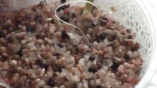 Germinating Sclerocactus seeds [upl. by Stella]