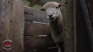 Parasites are OK in sheep poo  nzheraldconz [upl. by Roberts]