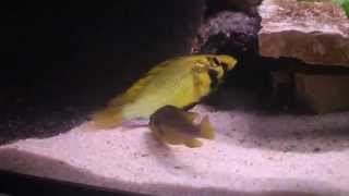 Astatotilapia alluaudi breeding [upl. by Ahseryt]