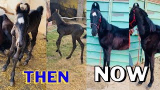 Horse baby transformation video  horse baby video  new born baby  horse growth video [upl. by Alamap]