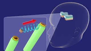 3D Physiology of Utricle and Saccule  Vestibular System  3D Ear Embryology Part 3 [upl. by Bashemeth]