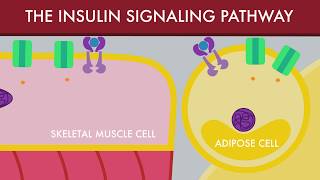 The Insulin Signaling Pathway [upl. by Fabiolas]