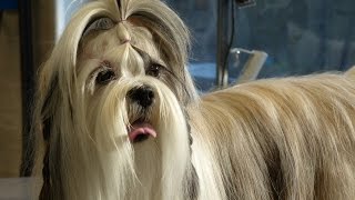 Toilettage  Lhassa Apso [upl. by Russell]