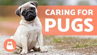 Caring for PUGS 🤗 Food Hygiene and More [upl. by Evaleen672]