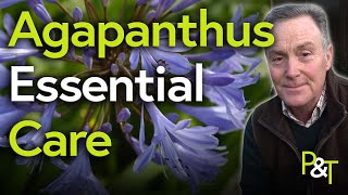 Agapanthus Essential Care A Martin Masterclass  Pots amp Trowels [upl. by Buine]