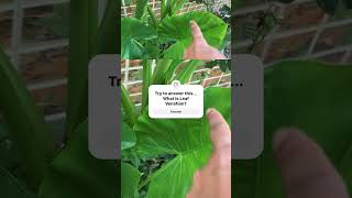 Leaf Venation and it’s types  Reticulate and Parallel Venation  Do Subscribe the channel [upl. by Eniarral]