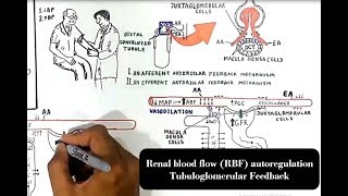 Renal blood flow RBF autoregulation Tubuloglomerular Feedback [upl. by Llerehc]